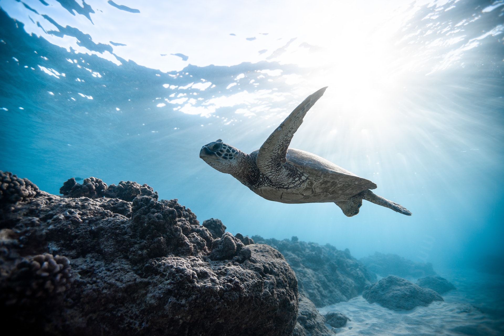Sea Turtle in the Ocean