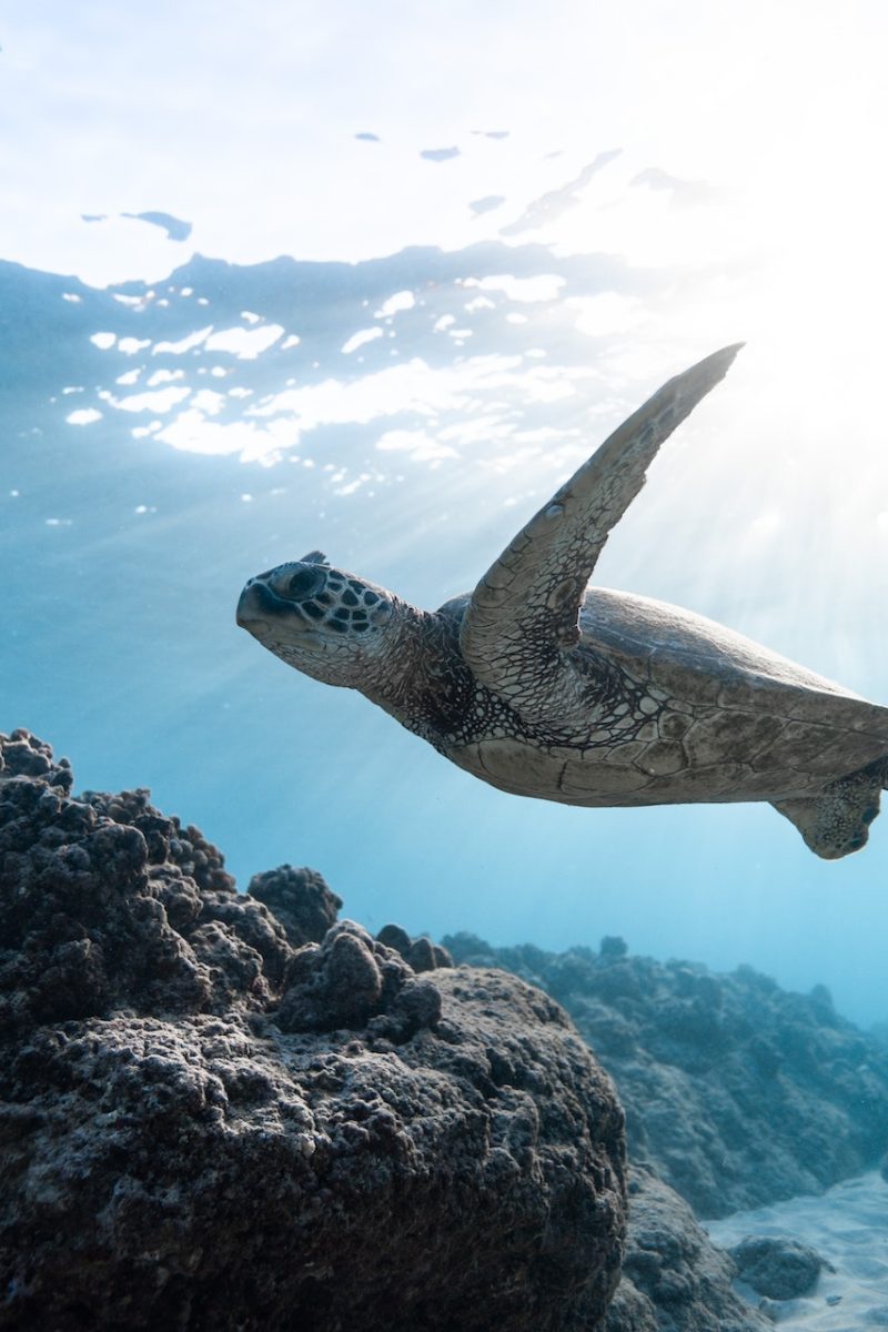 Sea Turtle in the Ocean